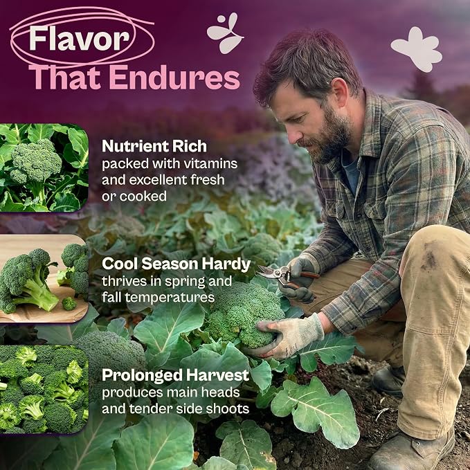 SVI 1000 Waltham Broccoli Seeds (Brassica oleracea) – Waltham 29 Broccoli Seed Packets, Brassica Seed – Cool Season Heirloom Vegetable Seeds for Outdoors, Vegetable Garden