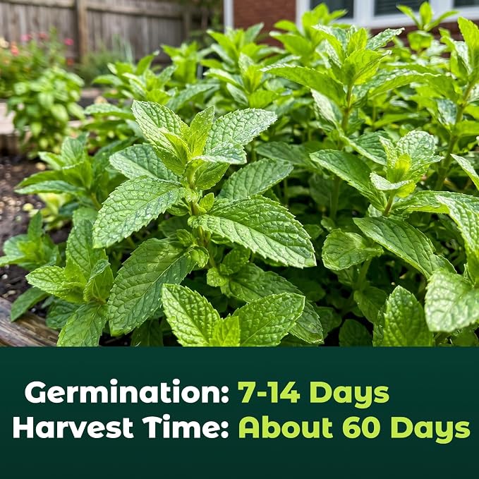 3000 Peppermint Seeds for Planting Indoors & Outdoors - Premium Non-GMO Heirloom Peppermint Plant Seeds, High Germination Herb Seeds for Home Garden