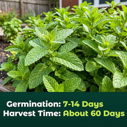 3000 Peppermint Seeds for Planting Indoors & Outdoors - Premium Non-GMO Heirloom Peppermint Plant Seeds, High Germination Herb Seeds for Home Garden