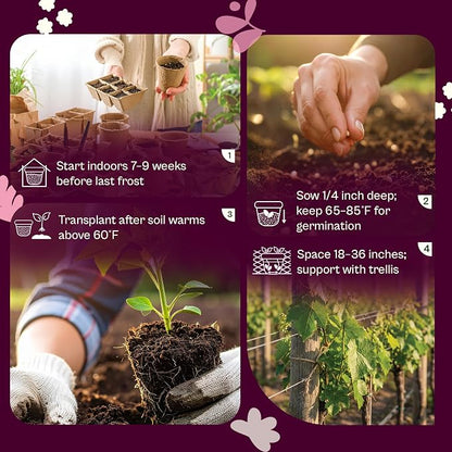 SVI 125 Cherokee Purple Tomato Seeds (Solanum Lycopersicum) - Purple Cherokee Tomato Seed Packets - Heirloom Tomatoes Vegetable Seeds for Outdoor Garden Beds, Greenhouses, Containers