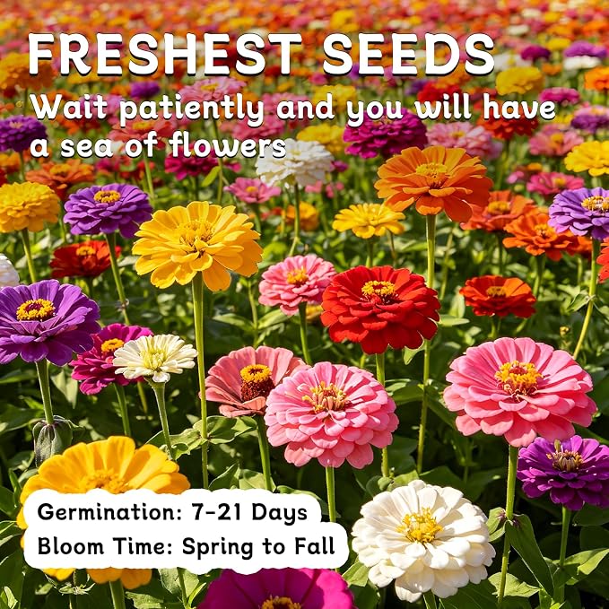 LUOJIBIE Zinnia Seeds for 2026, 10,000+ California Giant Zinnia Seeds Bulk, Double Dahlia Zinnia Mixed Color Seeds, Flower Seeds for Planting Outdoor Garden, Non-GMO Heirloom, Easy to Grow