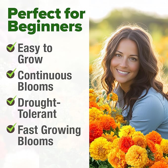 HOME GROWN Petite French Marigold Seeds 658 Flower Seeds for Planting Outdoor Easy to Grow Companion Plant & Quick Blooming Pollinator Heirloom Wildflower Seeds (Tagetes patula)