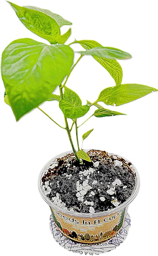 Tree Grow Kit | Easy to use | Educational | Memorial Gift | Plant It for The Planet | Grow Your Own Tree |Wide Selection to Choose from (Hibiscus)