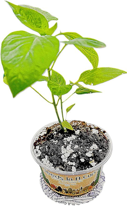 Tree Grow Kit | Easy to use | Educational | Memorial Gift | Plant It for The Planet | Grow Your Own Tree |Wide Selection to Choose from (Hibiscus)