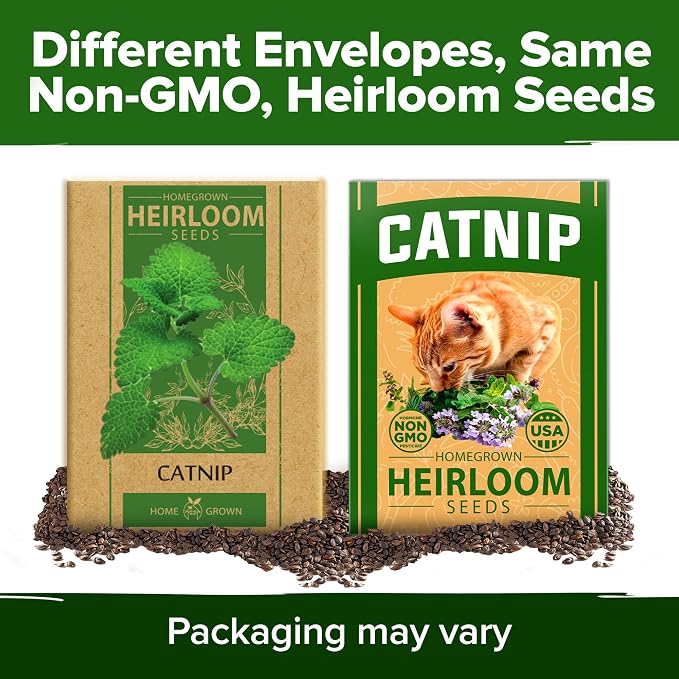 HOME GROWN Non GMO Catnip Seeds (Bulk Pack) Heirloom Herb 2,116 Seeds - Indoor or Outdoor Seed - High-Germination Cat Nip - Cat Safe Plants (Nepeta cataria)