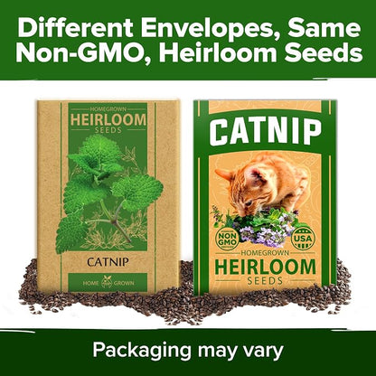 HOME GROWN Non GMO Catnip Seeds (Bulk Pack) Heirloom Herb 2,116 Seeds - Indoor or Outdoor Seed - High-Germination Cat Nip - Cat Safe Plants (Nepeta cataria)