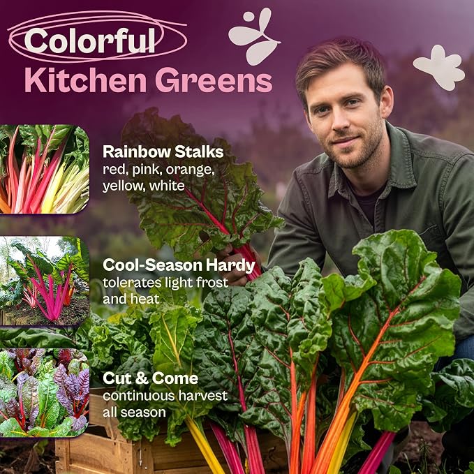 SVI 200 Rainbow Mixture Swiss Chard Seeds (Beta Vulgaris VAR. Cicla) - Five Color Silverbeet Chard, Colorful Stems, Non GMO Heirloom Seed - Perfect Vegetable Seeds in Seed Packets for Home Garden