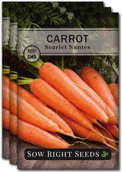 Sow Right Seeds - Scarlet Nantes Carrot Seed for Planting - Non-GMO Heirloom Packet with Instructions to Plant a Home Vegetable Garden - Indoors or Outdoor - Sweet and Vibrant Variety (3)