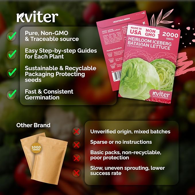 KVITER 2000 Iceberg Batavian Lettuce Seeds (Lactuca Sativa) - Iceberg Lettuce, Crisp Head, Sweet Crunch, Heirloom Seed Packets - Vegetable Seeds for Outdoors, Raised Beds, Home Garden