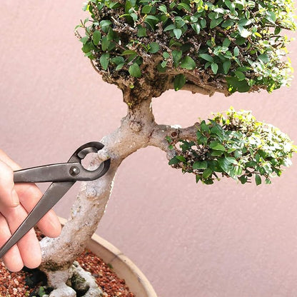 BambooMN Bonsai Tool Kit - 8" Concave Cutter & 8" Knob Cutter - 10 Sets