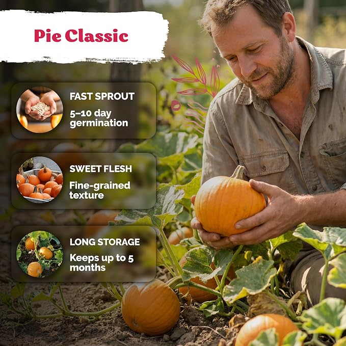 KVITER 50 Sugar Pumpkin Seeds (Cucurbita Pepo) – Small Pumpkin Heirloom Seed, Sweet Fine-Grained Flesh for Canning & Pies – Vegetable Seeds for Planting in Outdoor Garden
