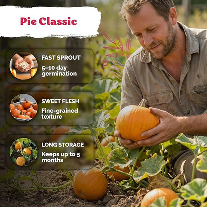 KVITER 50 Sugar Pumpkin Seeds (Cucurbita Pepo) – Small Pumpkin Heirloom Seed, Sweet Fine-Grained Flesh for Canning & Pies – Vegetable Seeds for Planting in Outdoor Garden
