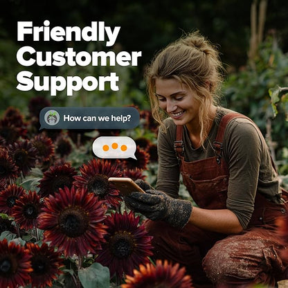 HOME GROWN Chocolate Cherry Sunflower Seeds – 150 Heirloom Non-GMO Seeds – Burgundy Sunflowers for Planting – Tall Garden Flowers That Attract Pollinators & Butterflies (Helianthus annuus)