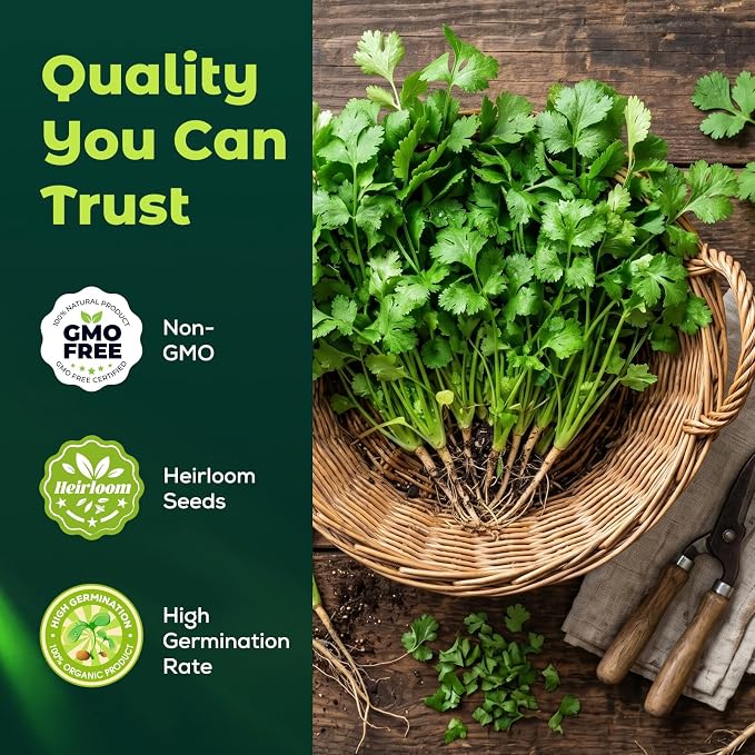 600 Cilantro Seeds for Planting Indoors & Outdoors - Premium Non-GMO Slow Bolt Coriander Seeds, High Germination Herb Seeds for Home Garden
