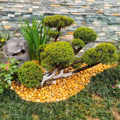 YISZM 40lbs Yellow River Rocks for Landscaping, 1-2 Inch Natural Pebbles for Indoor Plants, High Polished Decorative Stones Garden Outdoor and Indoor DIY Vase Filler Fish Tank Aquariums