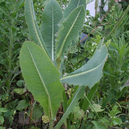 Wild Lettuce (Lactuca virosa) - Packet of 50 Seeds