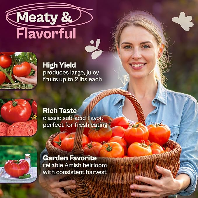 SVI 350 Beefsteak Tomato Seeds (Solanum Lycoperscium) - Determinate Beefsteak Tomatoes, Fleshy Tomato Heirloom Seed Packets - Annual Vegetable Seeds for Outdoor Garden, Raised Beds, Containers