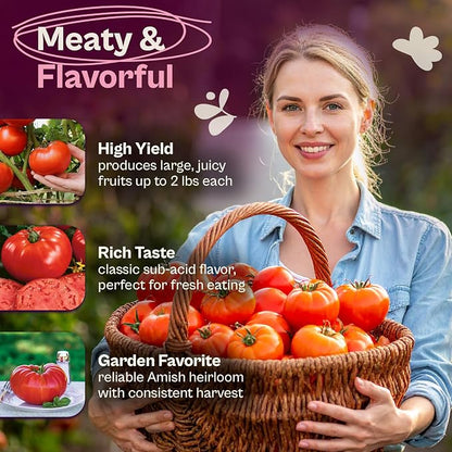SVI 350 Beefsteak Tomato Seeds (Solanum Lycoperscium) - Determinate Beefsteak Tomatoes, Fleshy Tomato Heirloom Seed Packets - Annual Vegetable Seeds for Outdoor Garden, Raised Beds, Containers
