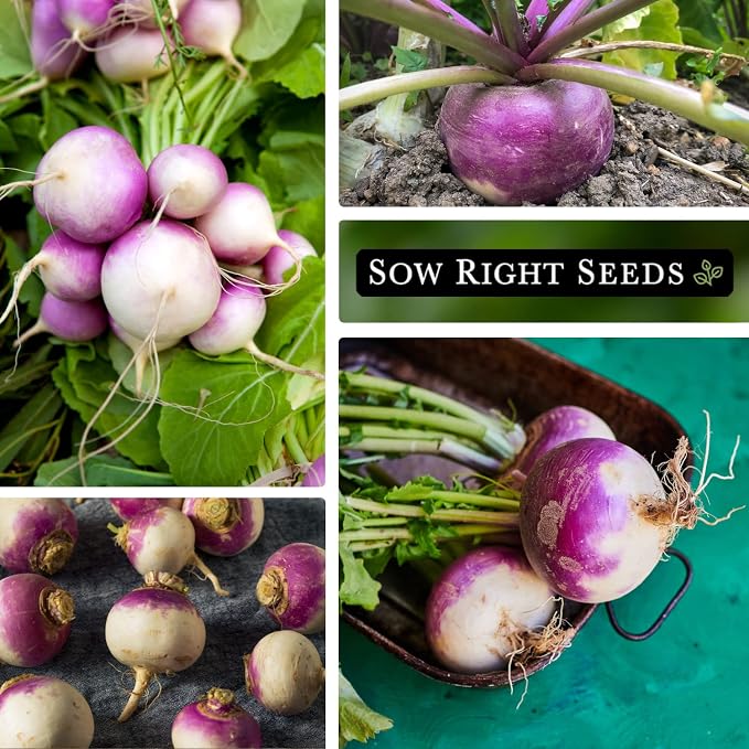 Sow Right Seeds - Purple Top White Globe Turnip Seeds for Planting - Non-GMO Heirloom Packet with Instructions to Plant a Home Vegetable Garden - Early Season, Cold Hardy - Classic Variety (3)