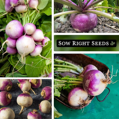 Sow Right Seeds - Purple Top White Globe Turnip Seeds for Planting - Non-GMO Heirloom Packet with Instructions to Plant a Home Vegetable Garden - Early Season, Cold Hardy - Classic Variety (2)