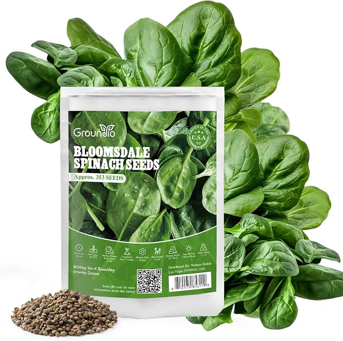Groundio 350+ Bloomsdale Spinach Seeds, Heirloom Non-GMO, Slow Bolt Cold Hardy Leafy Greens for Home Garden Backyard Planting (Spinacia oleracea)