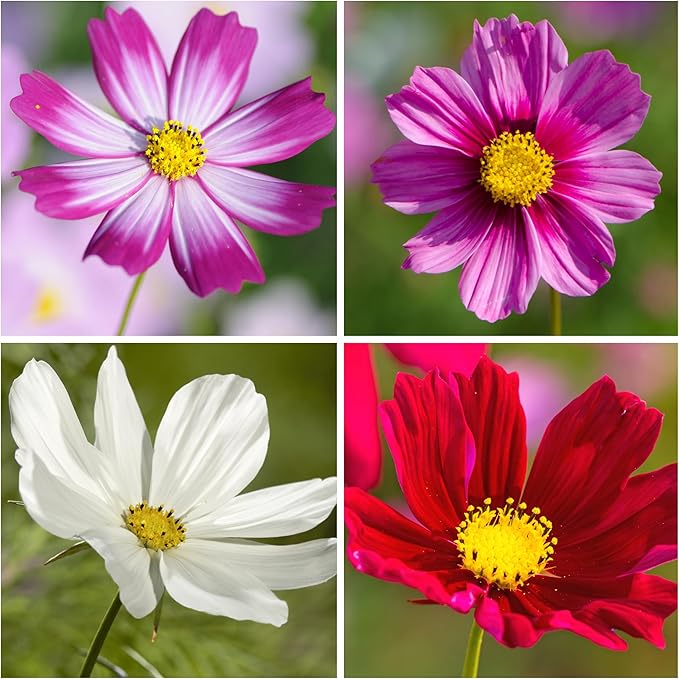 Seed Needs Cosmos Seeds Variety Pack of 8 Flowers for a Butterfly Garden