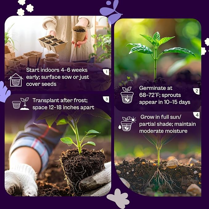SVI 2500 Catnip Seeds (Nepeta cataria) – Catmint, Best Catnip for Cats Seed Packets, Heirloom Cat Nip Herb Seeds – Outdoor & Indoor Herb Garden, Containers, Herbs Beds