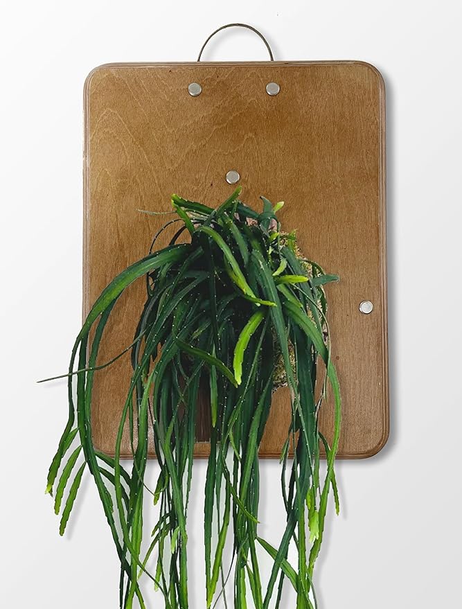 RISEON Mounting Board for Orchids, Aroids, Hoya and Other Climbing Plants, Wood Wall Planter, Vertical Plant Wall Board, Hanging Planter, Staghorn Fern Mount