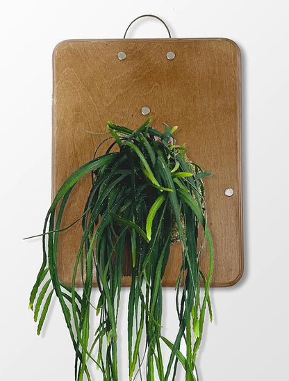 RISEON Mounting Board for Orchids, Aroids, Hoya and Other Climbing Plants, Wood Wall Planter, Vertical Plant Wall Board, Hanging Planter, Staghorn Fern Mount