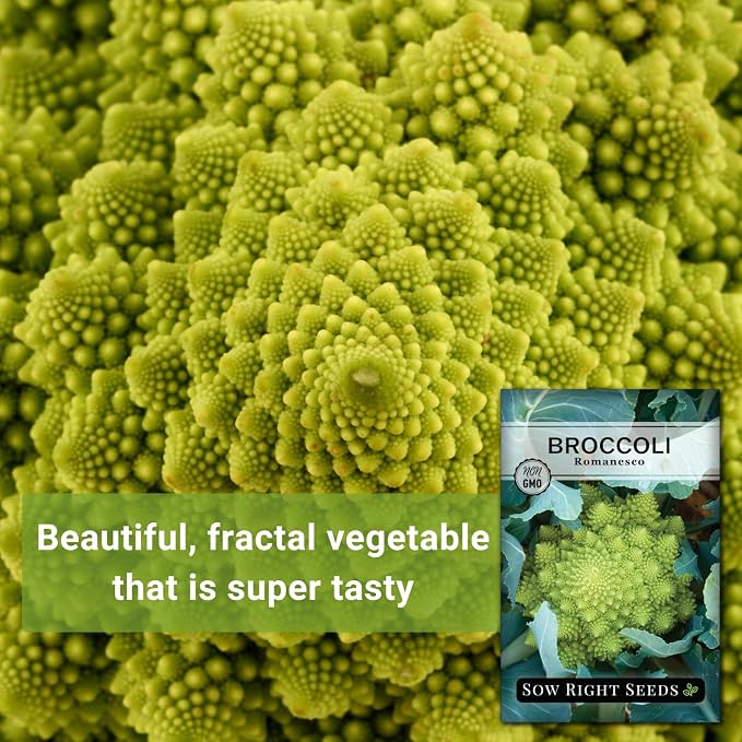 Sow Right Seeds - Romanesco Broccoli Seeds for Planting - Non-GMO Heirloom Packet with Instructions to Plant an Outdoor Home Vegetable Garden - Great for Salads - Abundant Harvest - Cold Hardy (2)
