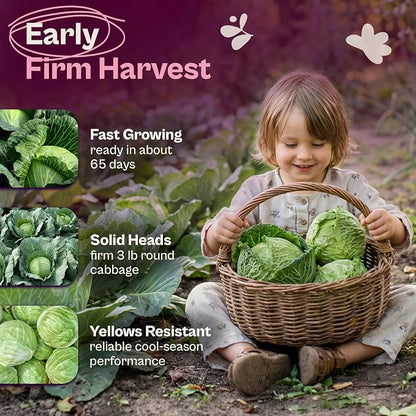SVI 1000 Golden Acre Cabbage Seeds (Brassica Oleracea) - Green Cabbage, Fast-Growing Heirloom Seed, Non GMO - Great Vegetable Seeds in Seed Packets for Outdoors, Vegetable Garden Beds