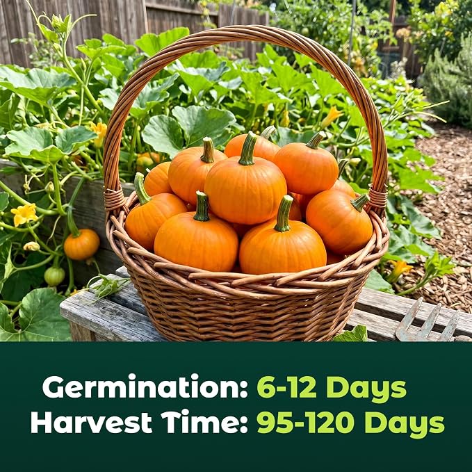 50 Heirloom Small Sugar Pumpkin Seeds for Planting – Sweet Pie Pumpkin, Compact Vines, High Germination, Ideal for Home Garden & Container