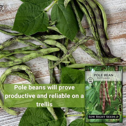 Sow Right Seeds - Rattlesnake Pole Bean Seeds for Planting - Non-GMO Heirloom Packet with Instructions to Plant an Outdoor Home Vegetable Garden - Stringless Variety - Tender with Purple Streaks (3)