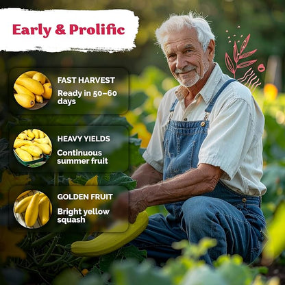 KVITER 75 Straight Neck Squash Seeds (Cucurbita Pepo) - Yellow Summer Squash, Non GMO Heirloom Seed Packets, High Yield, Mild Flavor - Vegetable Seeds for Containers and Outdoor Garden