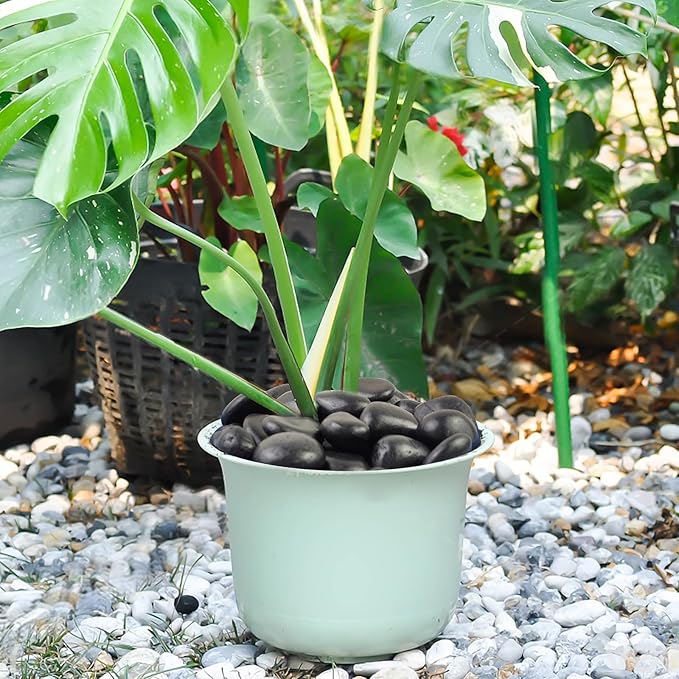 FANTIAN 10 lbs Black Rocks Pebbles for Plants, 1-2 Inch Polished Black River Rocks for Planter Garden Landscaping Vase Yard Walkway Home Décor Paving Fountain and Outdoor Decorative Stones