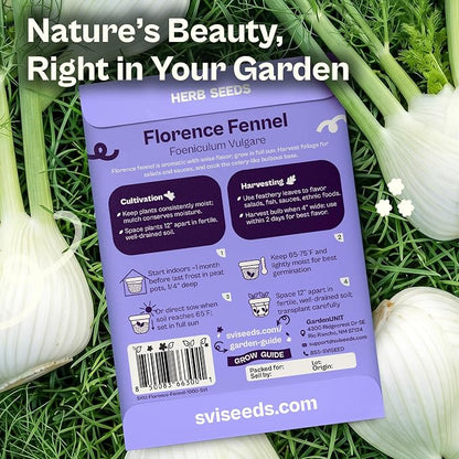 SVI 1000 Florence Fennel Seeds (Foeniculum vulgare) – Sweet Fennel Seed Packets Bulk Natural Herbs – Open Pollinated Heirloom Herb Seeds, Full Sun Outdoor Herb Garden & Indoor Herbs, Containers
