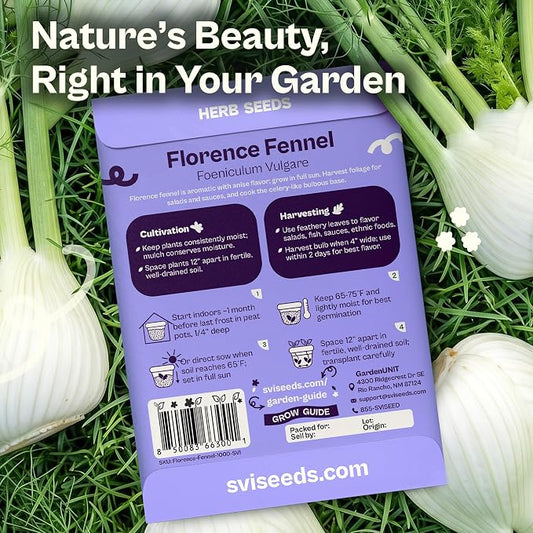 SVI 1000 Florence Fennel Seeds (Foeniculum vulgare) – Sweet Fennel Seed Packets Bulk Natural Herbs – Open Pollinated Heirloom Herb Seeds, Full Sun Outdoor Herb Garden & Indoor Herbs, Containers