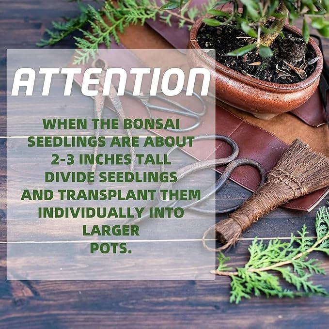 5 Bonsai Tree Kit Complete Plant Growing Tools, Grow in Pot Indoor Bonsai Tree Starter Kit