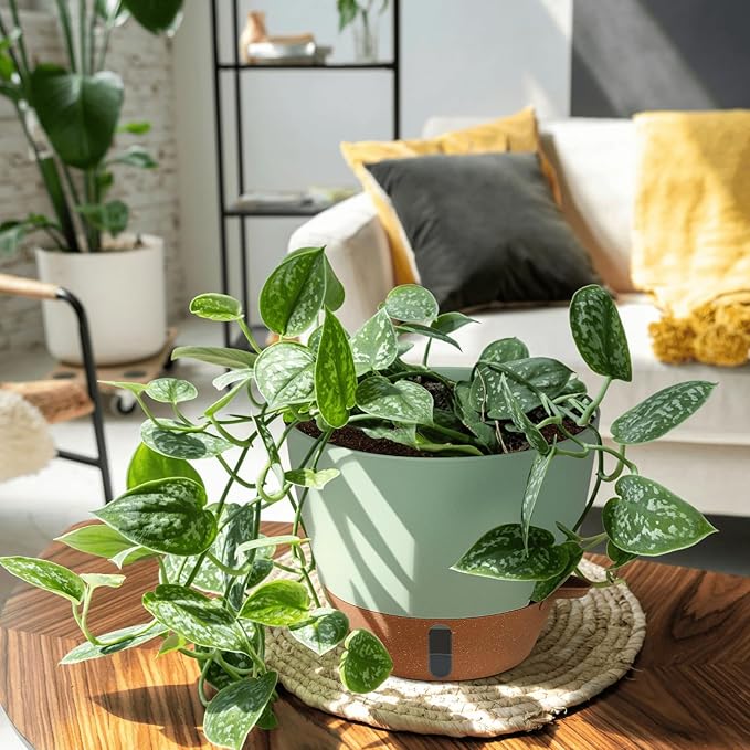 montresor 12/10/8 Inch Self Watering Pots for Indoor Plants Plastic Large Pot for Outdoor Plants, Water Level Window & Spacious Reservoir Flower Pots Decorative Planter with Drainage and Tray