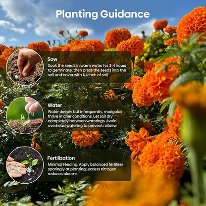 Groundio Marigold Seeds, 1 OZ Over 9500+ Seed, Cracker Jack in Mix Color for Planting Indoor & Outdoor, Attract Pollinators, Non-GMO | Heirloom | USDA Zone 2-11