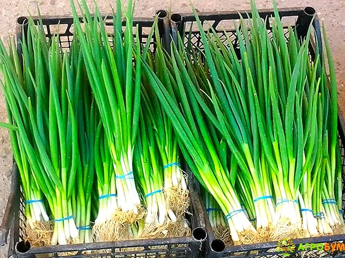 Seeds Japanese Green Onions Tokyo 300+ Seeds for Planting Bunching Onions Perennial