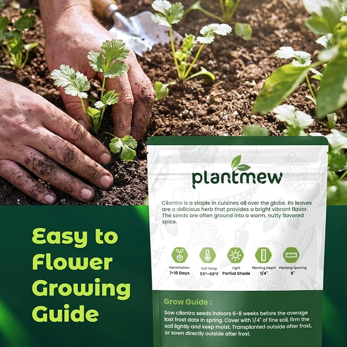 600 Cilantro Seeds for Planting Indoors & Outdoors - Premium Non-GMO Slow Bolt Coriander Seeds, High Germination Herb Seeds for Home Garden