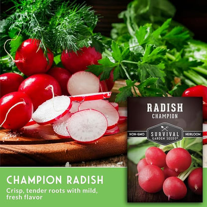 Champion Radish Seeds for Planting – Fast Growing Heirloom for Spring & Fall Gardens – Large Round Red Radishes, White Flesh – Heat & Cool Weather Hardy – Survival Garden Seeds (3 Packs)