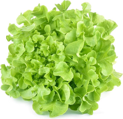 1000+ Oakleaf Lettuce Seeds - Heirloom Non-GMO USA Grown - Leaf Lettuce Seeds for Planting by RDR Seeds
