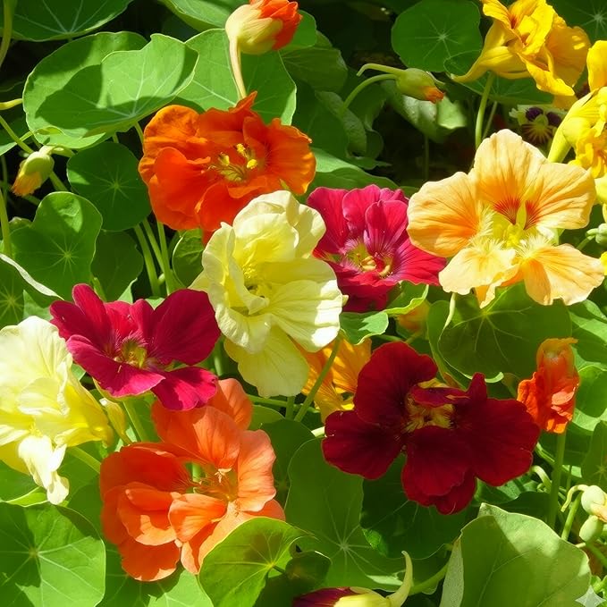 Seed Needs Nasturtium Garden Seeds Variety Pack of 2 Edible Wildflowers