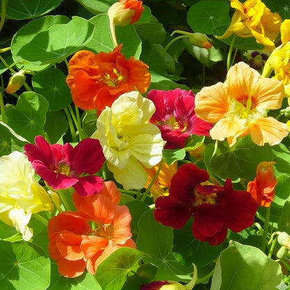 Seed Needs Nasturtium Garden Seeds Variety Pack of 2 Edible Wildflowers