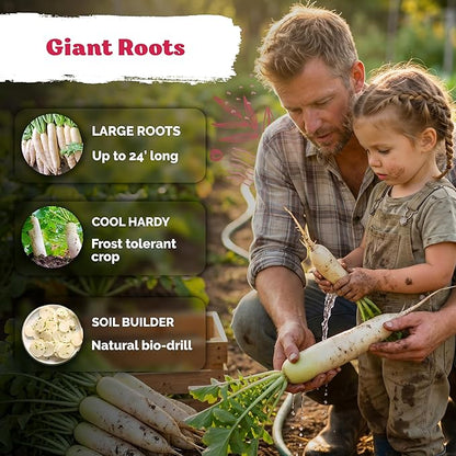 KVITER 550 Daikon Minowase Radish Seeds (Raphanus Sativus) - Japanese White Daikon, Mild Flavor, Easy Growing, Non-GMO Seed Packets - Heirloom Vegetable Seeds for Home Garden, Outdoor Beds