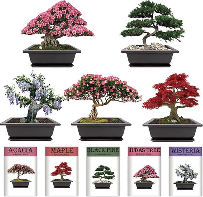 Indoor Bonsai Garden Starter Kit, 5 Seeds Growing into Red Maple, Wisteria, Black Pine, Judas Tree, Acacia, Including Complete Gardening Planters & A Planter Box for Women