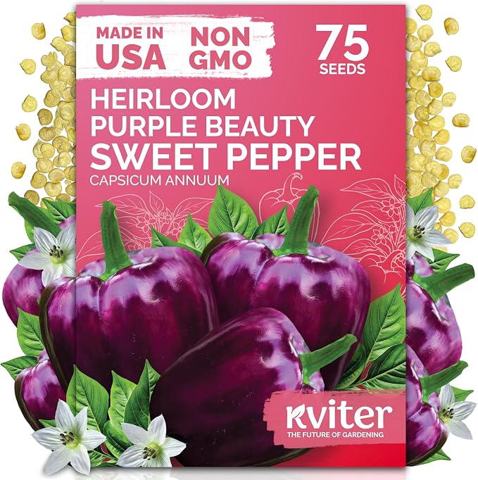 KVITER 75 Purple Beauty Sweet Pepper Seeds (Capsicum Annuum) - Purple Beauty Bell Pepper, High Yield, Mild Flavor, Heirloom Seed - Vegetable Seeds in Seed Packets for Outdoor Gardens, Containers