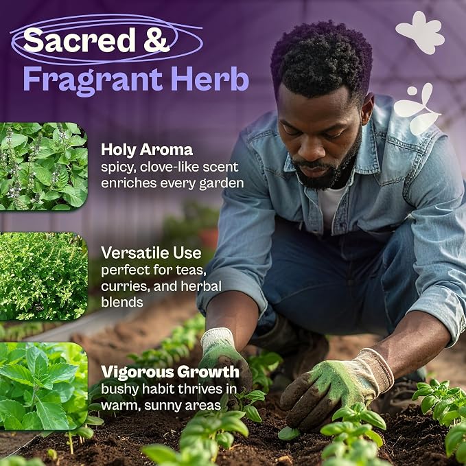 SVI 900 Holy Basil Seeds (Ocimum Sanctum) – Sacred Krishna Tulsi Seed Packets, Fragrant, Edible Basil – Non GMO Heirloom Herb Seeds for Outdoor & Indoor Herb Garden